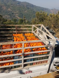 
A truck loaded with crates of bright orange citrus fruits is parked on a hillside, surrounded by lush green trees and rolling mountains in the background. 