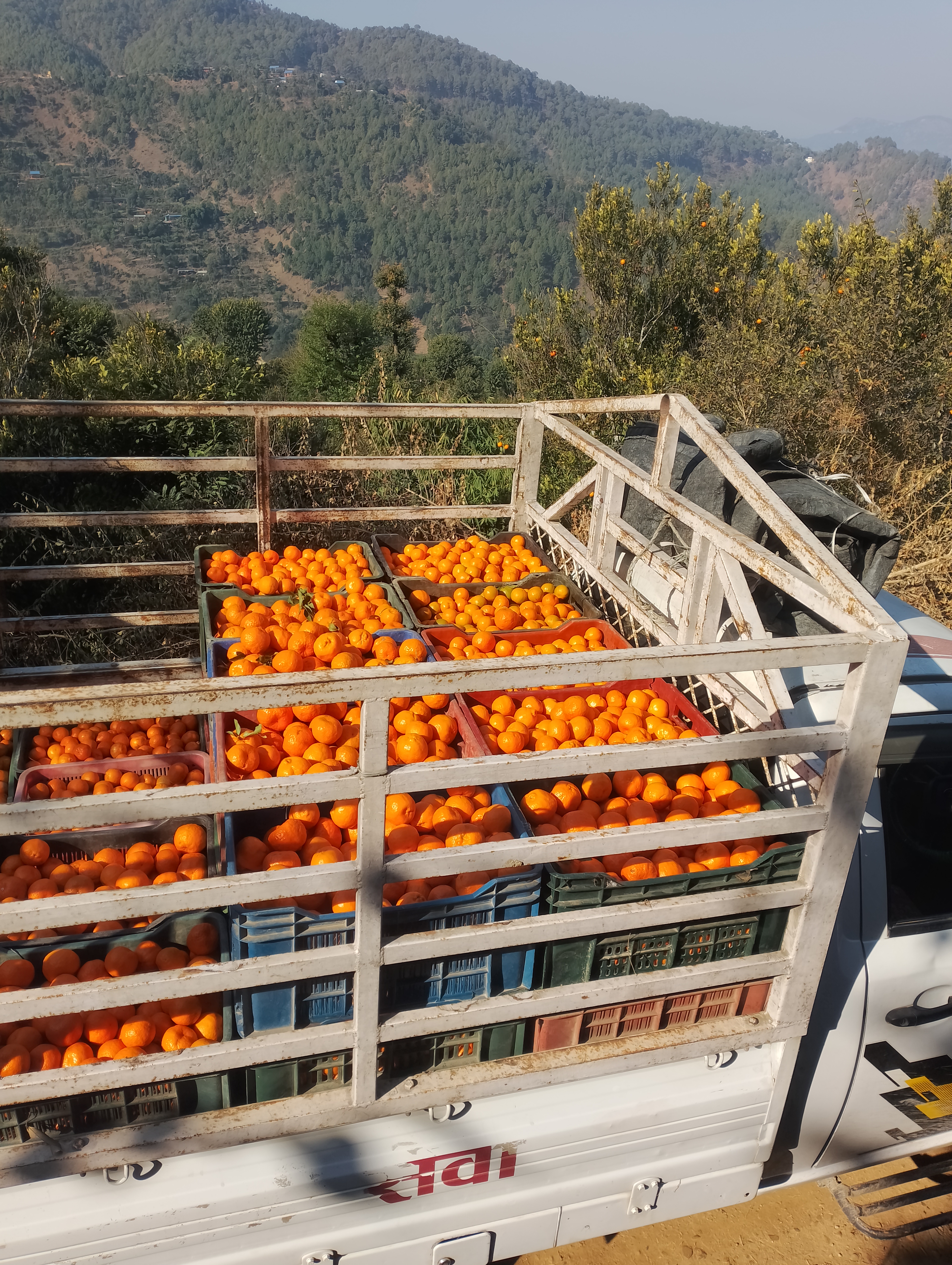 A truck loaded with crates of bright orange citrus fruits is parked on a hillside, surrounded by lush green trees and rolling mountains in the background.