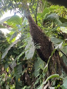 A thick cluster of dark bees covers a large tree trunk in a green tropical forest.