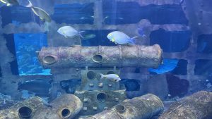 Several blue and yellow tropical fish swim around large, rusted underwater cannons and wreckage in a clear blue tank.