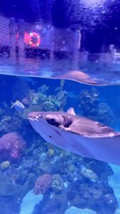 A close-up, low-angle view of a grey stingray swimming near the water's surface in a large blue aquarium tank.
