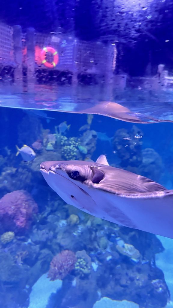 A close-up, low-angle view of a grey stingray swimming near the water’s surface in a large blue aquarium tank.