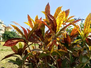 
A close-up view of vibrant foliage featuring leaves in shades of green, yellow, orange, and red.