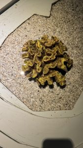 A top-down view of a textured, golden-brown brain coral specimen resting on a bed of fine white aquarium sand.