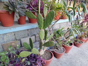 A variety of potted plants are arranged neatly along a stone wall ledge.