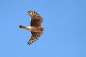 A Northern Harrier flies gracefully against a clear blue sky, its wings spread wide and patterned feathers visible.