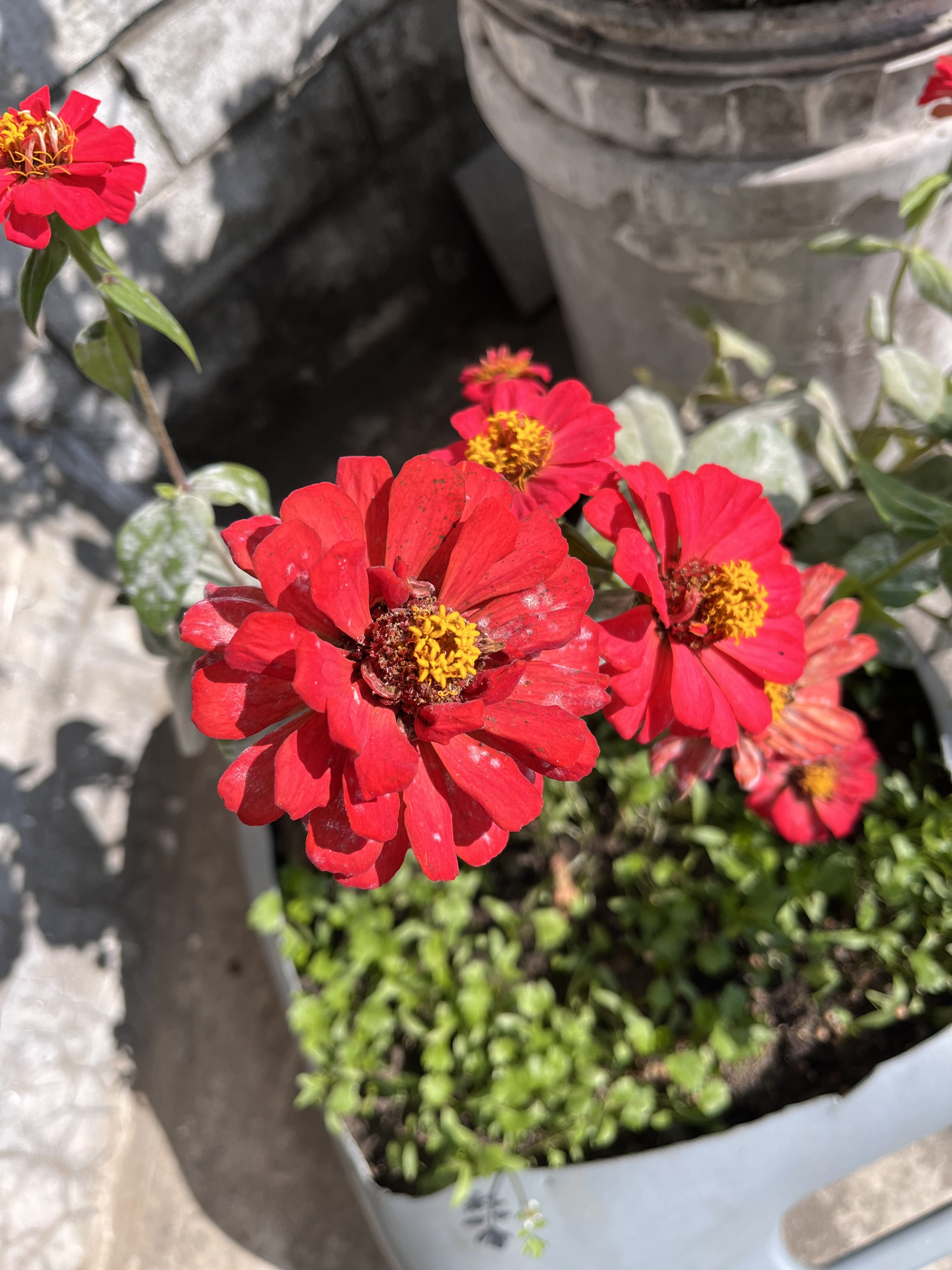 A close-up view of vibrant red flowers with yellow centers, possibly zinnias, growing in a light gray pot.