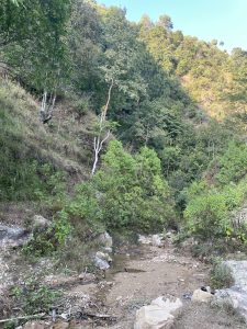A hillside landscape featuring lush greenery, dense trees, and a small, dry creek bed with rocks and scattered vegetation.