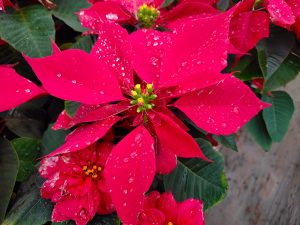 Close-up of a red poinsettia plant with water droplets on its leaves.