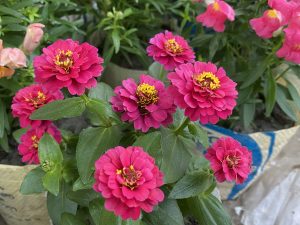 A cluster of vibrant pink zinnia flowers with yellow centers, surrounded by green leaves. In the background, there are additional plants with light pink flowers visible.