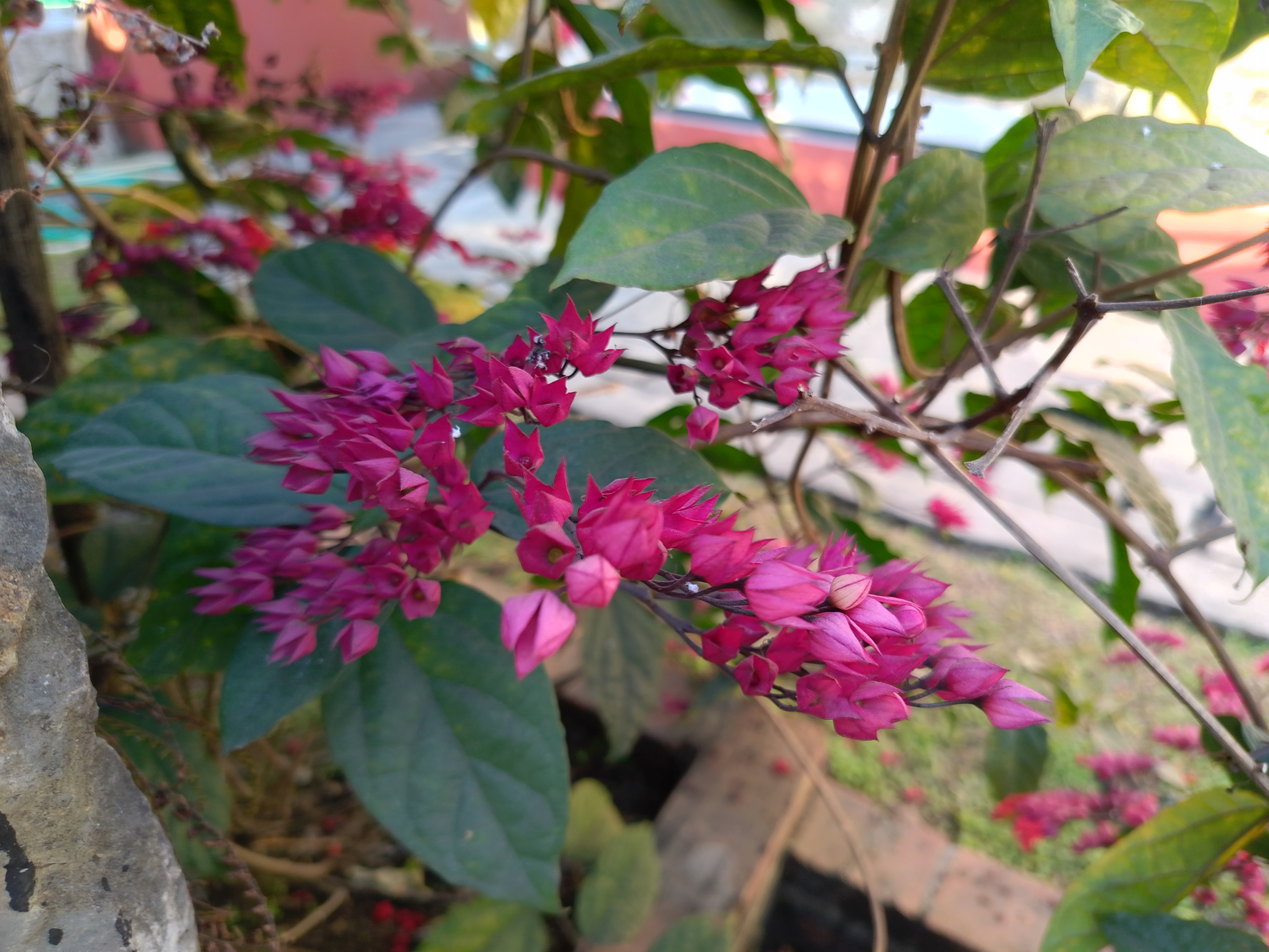 A close-up of vibrant pink flowers clustered together among green leaves, with a blurred background providing a contrasting setting. 