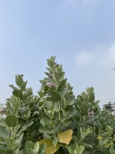 Tall green plant with large leaves and clusters of small pink flowers under a clear blue sky. The scene feels calm and slightly overcast.