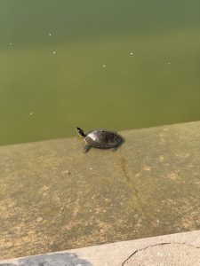 
A turtle is sitting on a ledge beside a body of murky green water. 