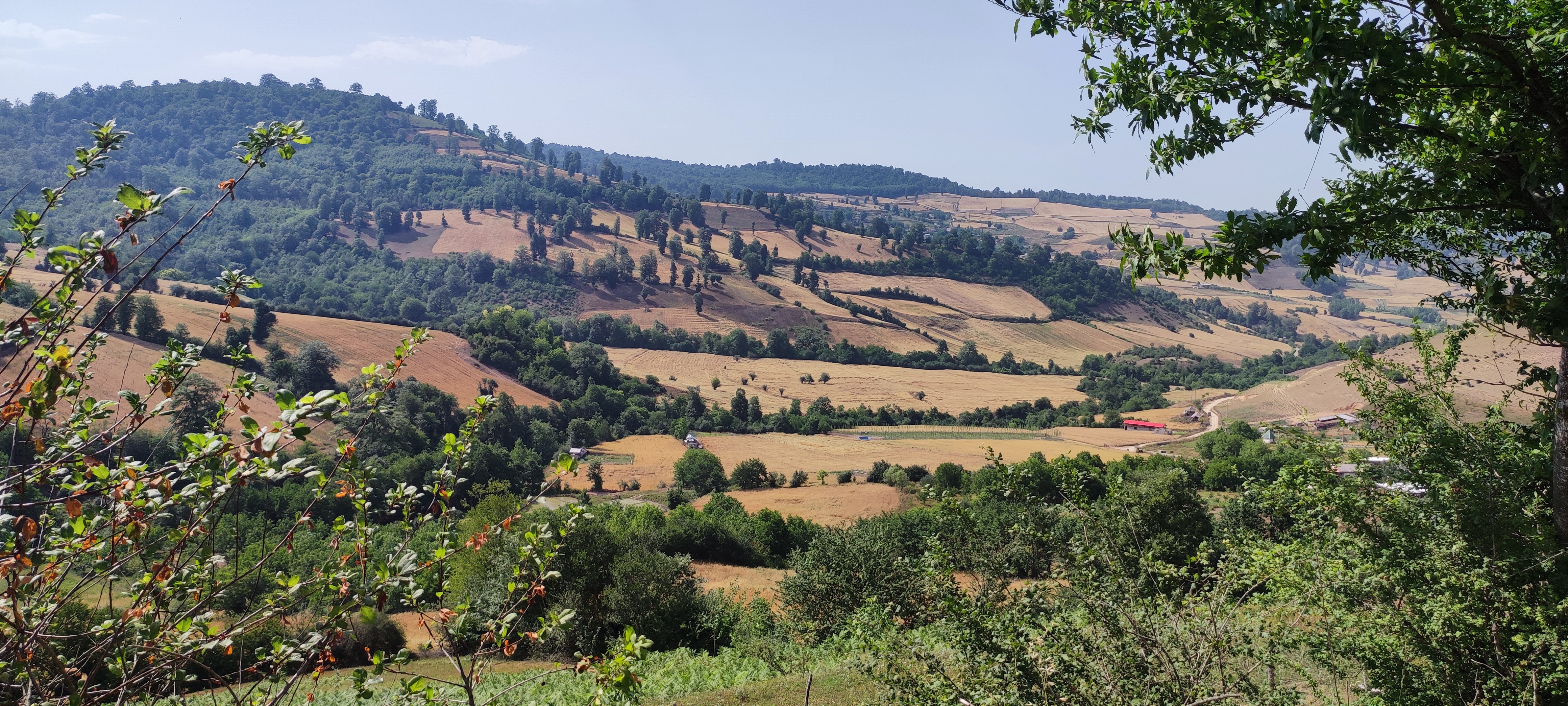 A panoramic view of rolling hills with green forests, golden fields, and a winding path leading to small rural buildings under a bright sky.