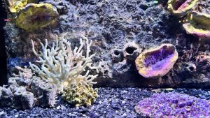 A large white coral stands against a dark aquarium wall with purple and yellow sponges.