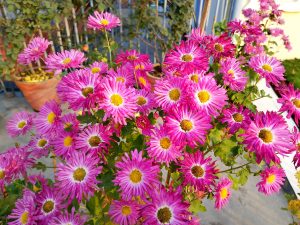 A vibrant bouquet of pink flowers with yellow centers fills the foreground, showcasing a variety of blooms with delicate petals. 