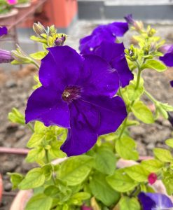 A close-up image of a vibrant purple petunia flower surrounded by green leaves