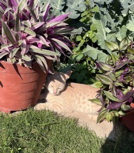 A light brown cat lies comfortably on the ground, nestled between two potted plants with vibrant green and purple foliage. The sun shines brightly, casting soft shadows on the grass, while the cat appears relaxed with its eyes closed, enjoying the warmth and tranquility of the garden setting.