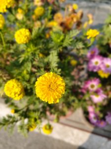 A close-up view of a bright yellow marigold flower, showing its intricate petals and texture.