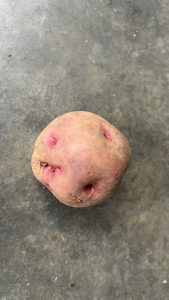 A single orange coloured irish potato lies on a floor.