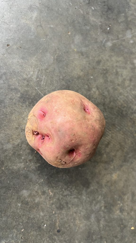 A single orange coloured irish potato lies on a floor.