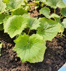 
A close-up view of vibrant green leaves with a textured surface, growing in dark, rich soil.