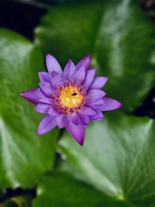 A bright purple water lily with a yellow centre blooms among green leaves in Perumanna, Kozhikode, Kerala, showing fresh colour and calm natural beauty.