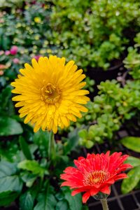 A bright yellow flower with a dark center and water droplets sits above a vivid red flower with a textured center, creating a bold contrast.