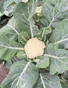 A close-up view of a cauliflower plant, featuring a white, rounded head in the center surrounded by large, broad green leaves. 