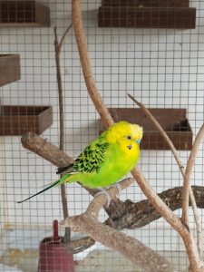 
A vibrant green and yellow budgerigar sits perched on a branch inside a cage.