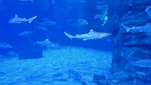 Blacktip reef sharks and silver fish swimming in deep blue water.
