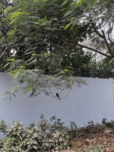 A small black bird perched on a slender branch against a blue wall, surrounded by green foliage.