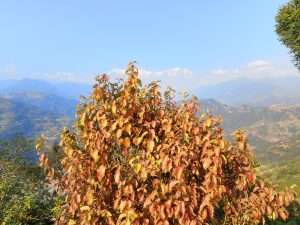 
A vibrant autumn tree with reddish and green leaves stands prominently in the foreground, while beautiful mountain ranges extend into the background under a clear blue sky. 