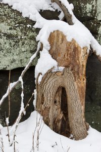 An old dead tree trunk with a hole in it, covered in snow, with a large, lichen-covered rock behind it.
