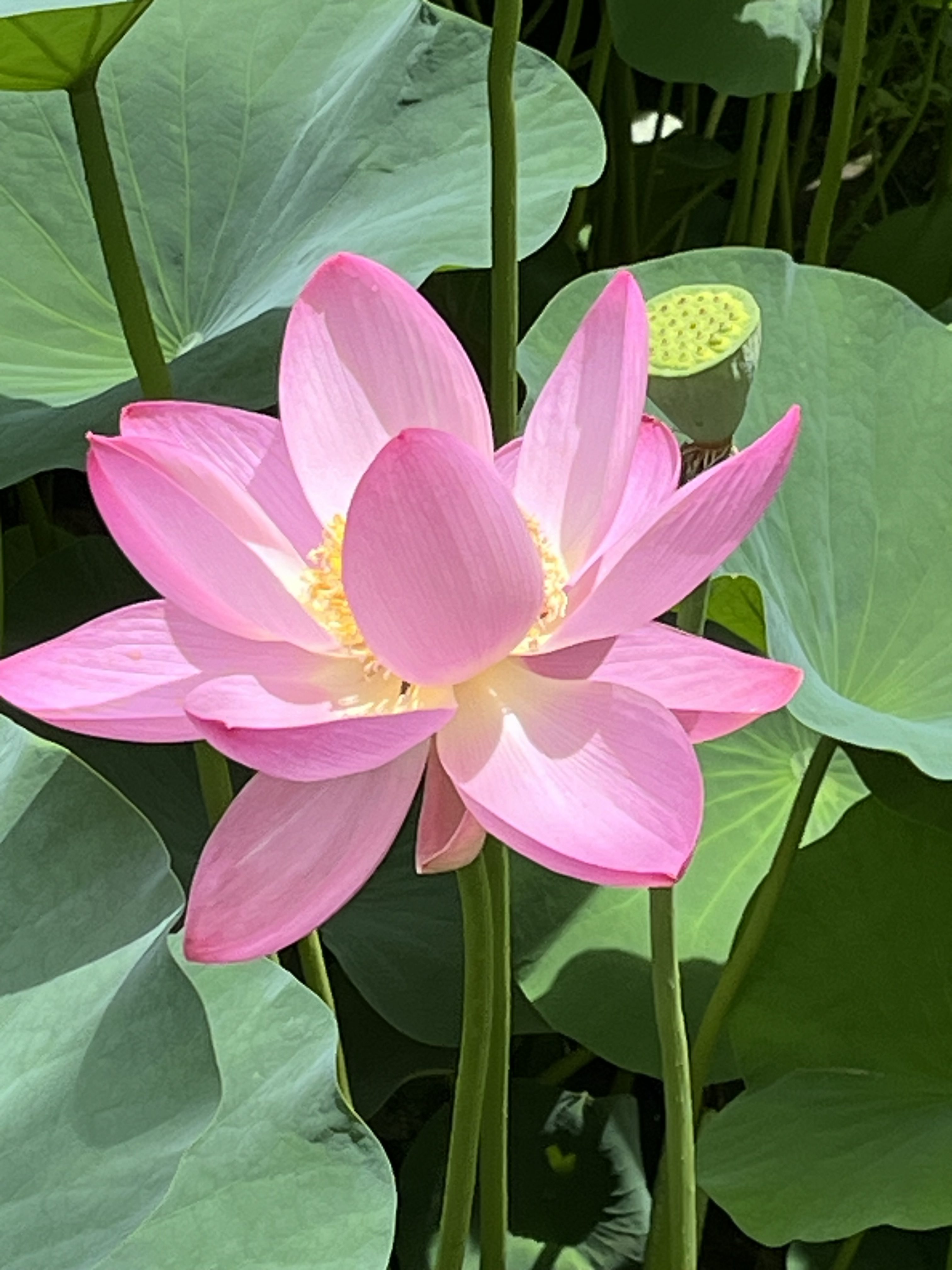 A beautiful pink lotus flower in full bloom, surrounded by large green leaves