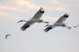 Two Siberian Cranes fly side by side against a softly colored sunset sky.