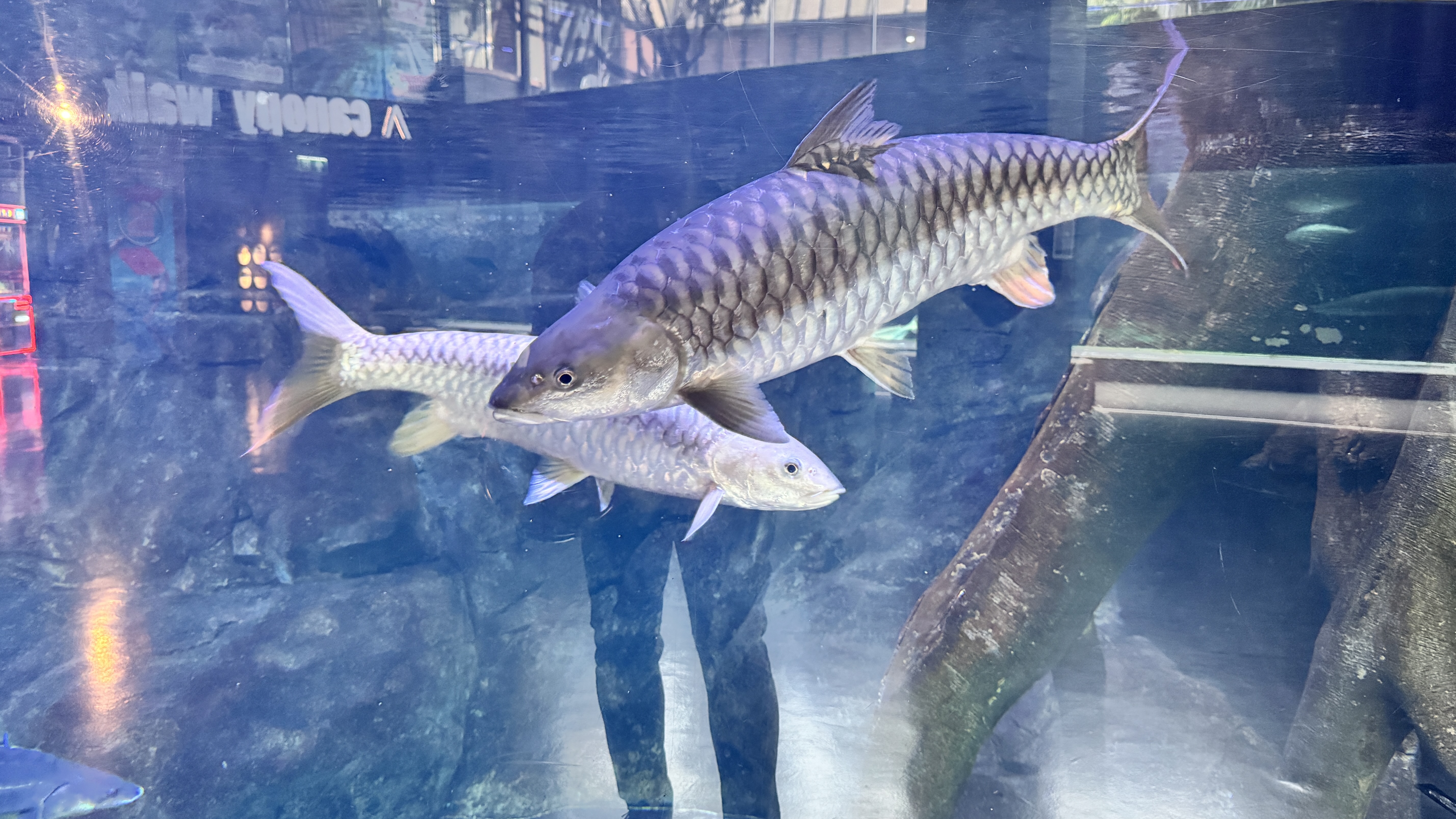Two large, silver freshwater fish with prominent scales swimming gracefully in a clear blue tank.