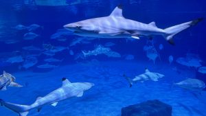 Two blacktip reef sharks swim in the foreground amidst a massive school of silver fish in a deep blue aquarium.