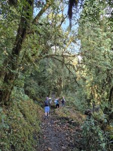 
A group of hikers walking along a narrow, dirt trail surrounded by lush greenery in a forested area.