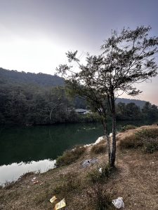 A serene riverbank scene featuring a solitary tree on the left side, with a densely forested hillside in the background. 