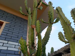 A tall cactus with multiple green, spiny branches stands against the backdrop of a building with grey brick walls and a small window. 