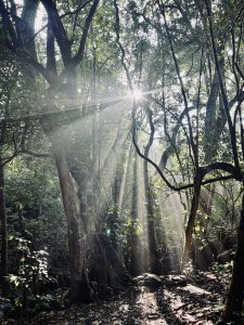 A serene forest scene with sunlight streaming through the dense canopy of trees. The light creates beams that dramatically illuminate the mist in the air, while various shades of green foliage surround a shaded pathway covered in fallen leaves and twigs.
