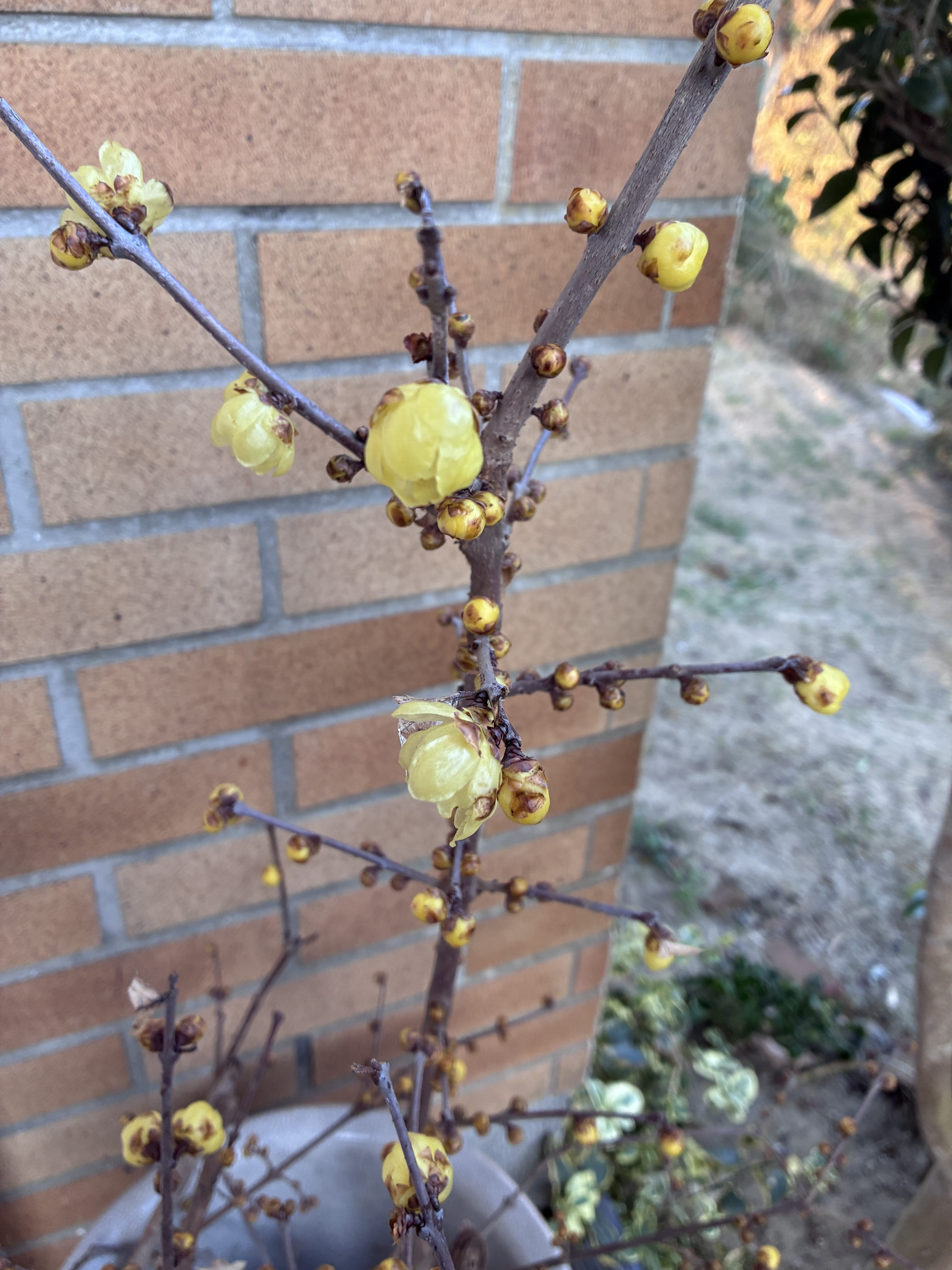 A close-up photo of a flowering branch with yellow buds and blossoms, set against a brick wall.