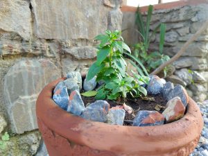 A close-up view of a terracotta plant pot filled with soil and a young green plant with slender leaves