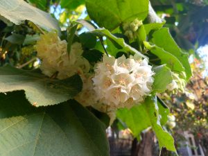 A close-up view of a cluster of white flowers with delicate petals and small reddish stamens, surrounded by large green leaves. Some leaves are partially visible in the foreground, creating a vibrant, natural scene.