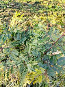 A close-up view of vibrant green leaves with a variety of shapes and sizes, showcasing a lush, plant-filled environment.