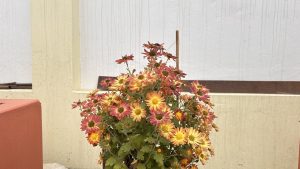 A vibrant cluster of orange and pink daisies in a pot, set against a light-colored wall with vertical streaks.