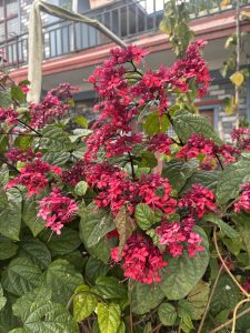 A vibrant cluster of pink flowers with elongated petals and delicate stamens, surrounded by lush green leaves.