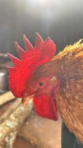 A close-up of a rooster’s head, highlighting its bright red comb and wattle against brown feathers, with a bumpy texture visible.