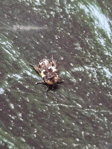 A close-up image of a small beetle with a patterned shell featuring black and white spots, resting on a textured green surface.